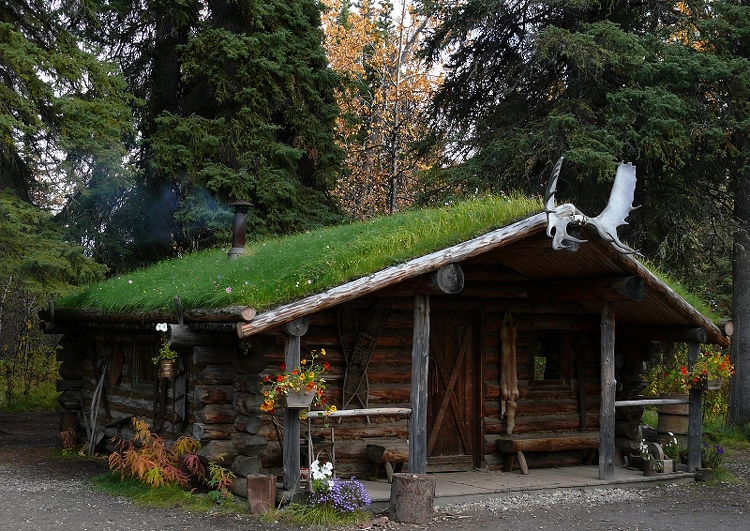 chalets en rondins de bois avec toiture deux pans en pente douce avec végétalisation, grands arbres à l'arrière plan