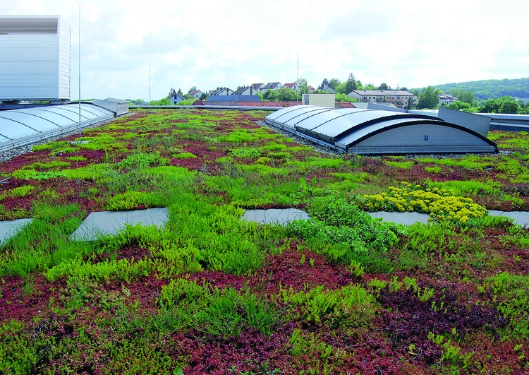 grande toiture plate avec végétalisation et puits de lumières, à l'arrière plan une zone résidentielle avec des arbres.