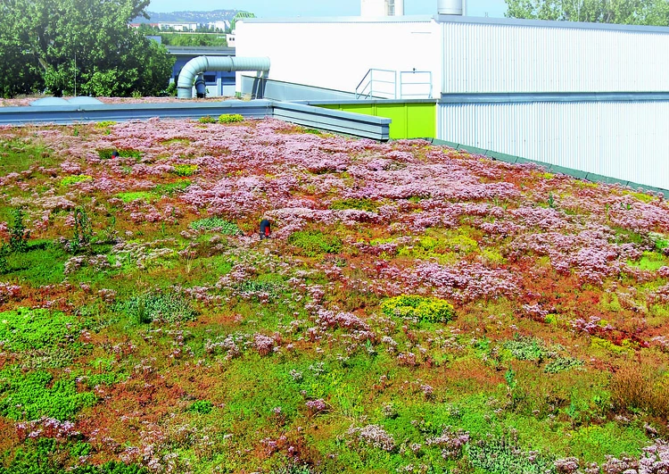 toiture plate végétalisée d'un bâtiment industriel avec un bardage en tôle et des conduits de ventilation. à l'arrière plan des arbres