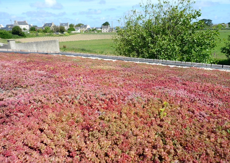 toiture végétalisée au premier plan, avec un champ derrière et un village tout au fond sur la ligne d'horizon.