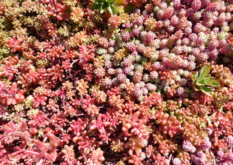 détails de végétalisation avec diférents types de sedums